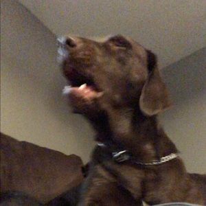 Meet your Posher, Tanner